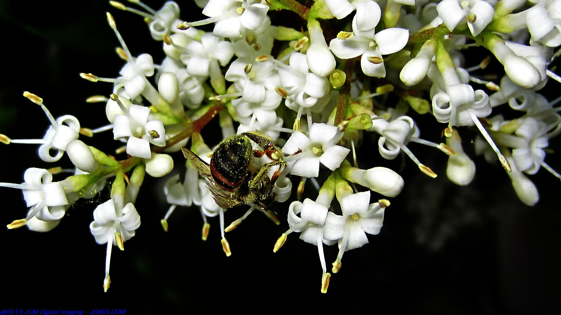 Honeybees on white flowers 